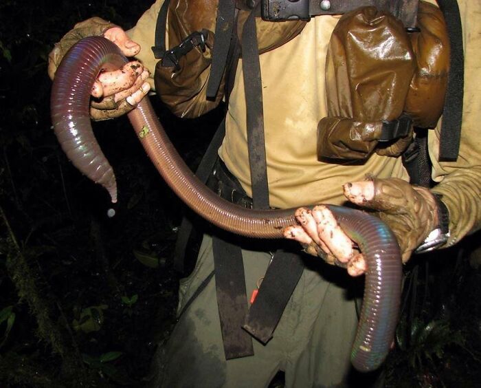 50 Animals So Giant It’s Hard To Believe They’re Real (New Pics) 50 Animals So Giant It’s Hard To Believe They’re Real (New Pics)