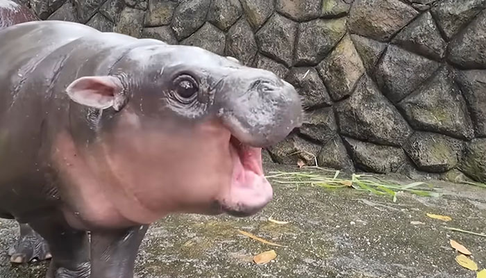 Viral Baby Hippo Moo Deng&#8217;s Meet-And-Greet Hours Cut After Zoo Visitors&#8217; Disruptive Behavior