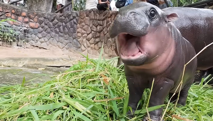 Viral Baby Hippo Moo Deng&#8217;s Meet-And-Greet Hours Cut After Zoo Visitors&#8217; Disruptive Behavior