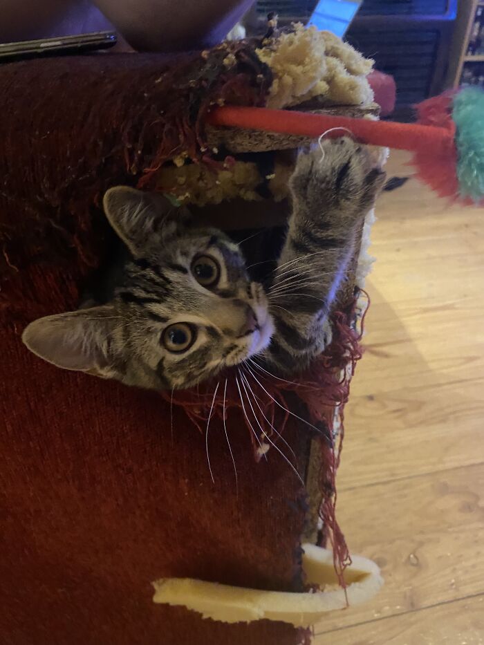 Hey Pandas, Post The Funniest Photo Of Your Cat (Closed) Hey Pandas, Post The Funniest Photo Of Your Cat (Closed)