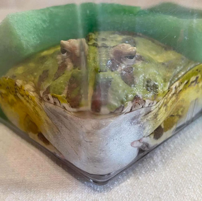 50 Cute And Funny Photos That May Show You A Different Side To These Critters (New Pics) 50 Cute And Funny Photos That May Show You A Different Side To These Critters (New Pics)