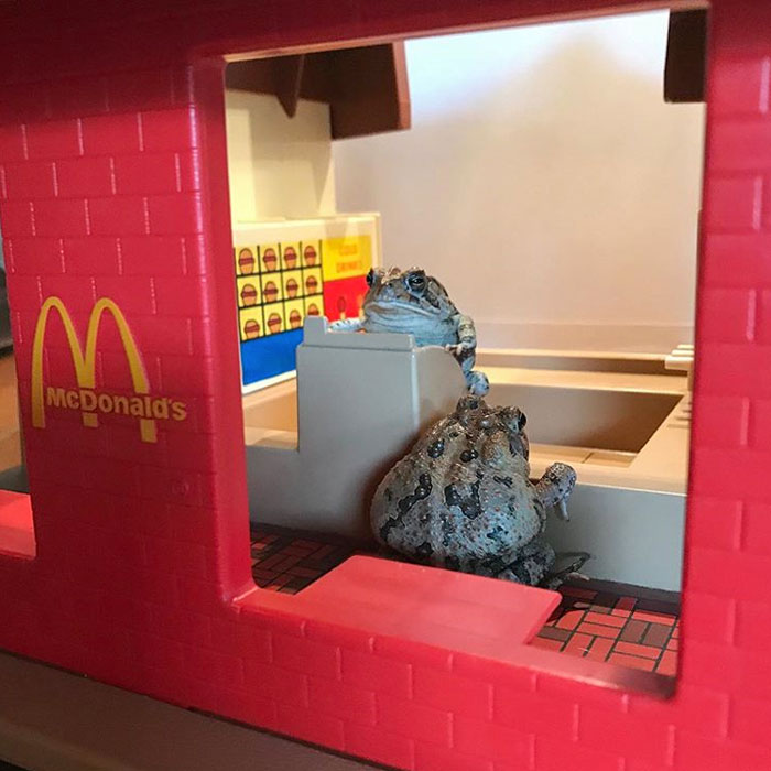 50 Cute And Funny Photos That May Show You A Different Side To These Critters (New Pics) 50 Cute And Funny Photos That May Show You A Different Side To These Critters (New Pics)