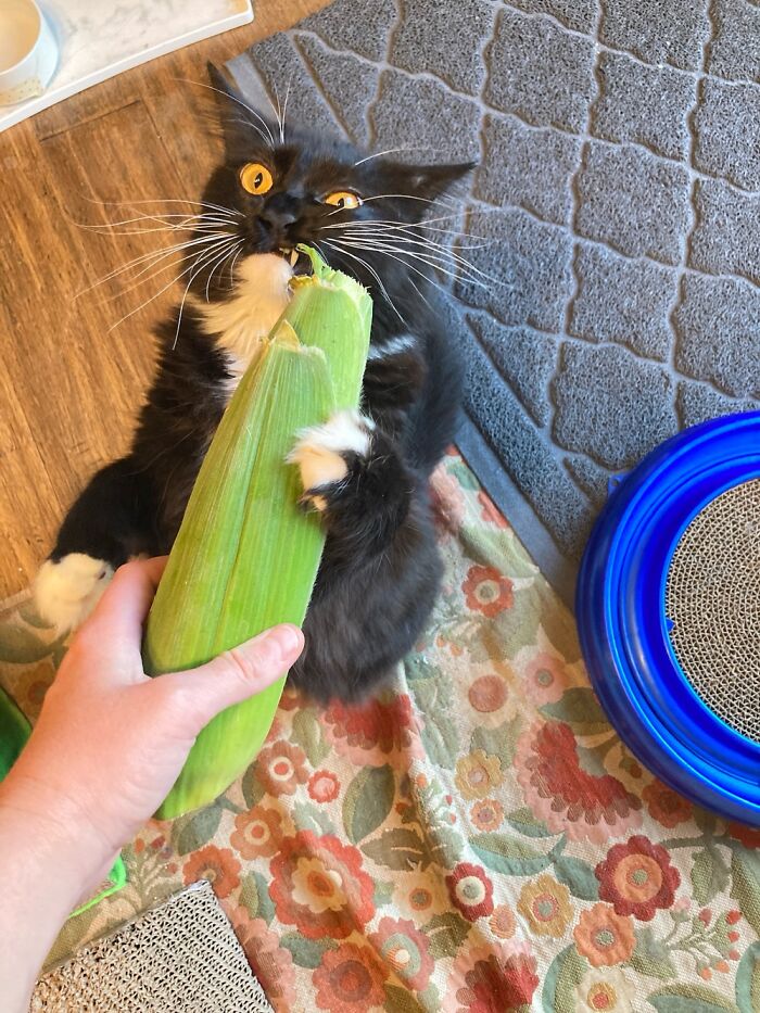 Hey Pandas, Post The Funniest Pic Of Your Pet (Closed)