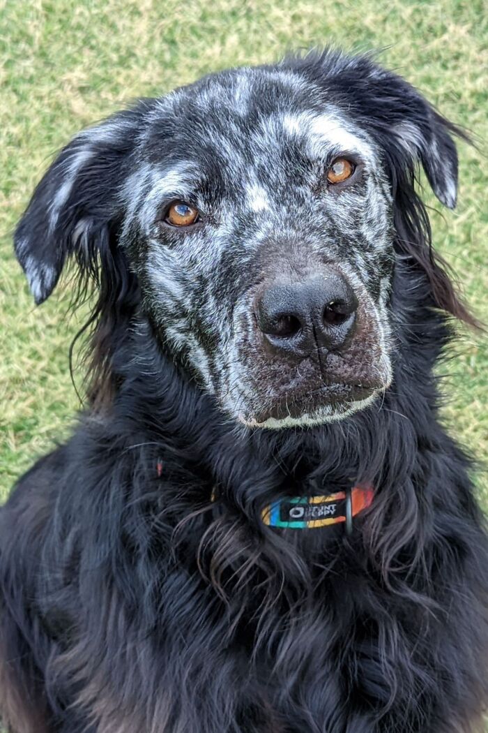 Owner Documents His Pup’s Stunning Fur Transformation, And People Online Can’t Get Enough Owner Documents His Pup’s Stunning Fur Transformation, And People Online Can’t Get Enough