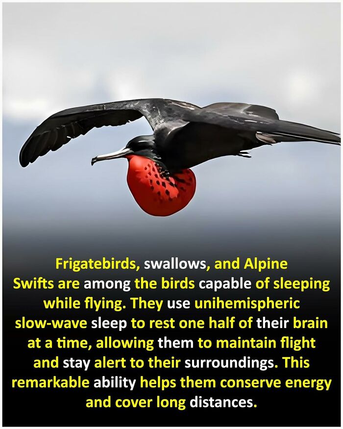 50 Posts From This FB Page Dedicated To “Amazing Facts And Unbelievable Things In The World” (New Pics) 50 Posts From This FB Page Dedicated To “Amazing Facts And Unbelievable Things In The World” (New Pics)