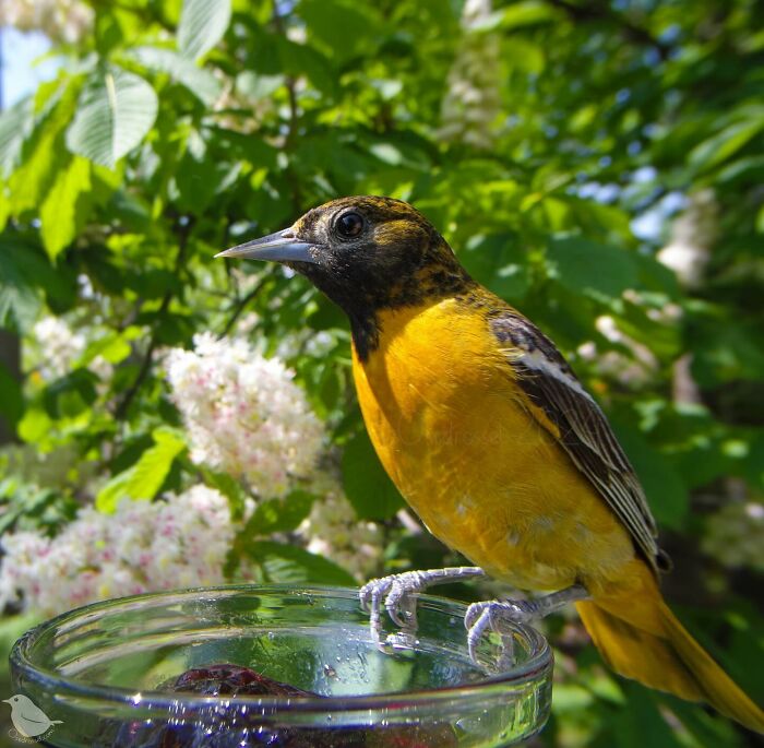 Curious Woman Installed Camera On Bird Feeder – Here’s Who Stopped By (30 New Pics)