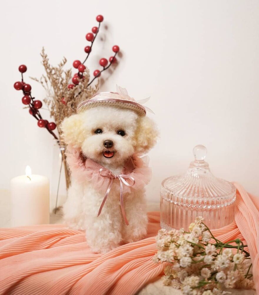 This Artist Turns Wool Into Various Animal Sculptures (43 New Pics) This Artist Turns Wool Into Various Animal Sculptures (43 New Pics)