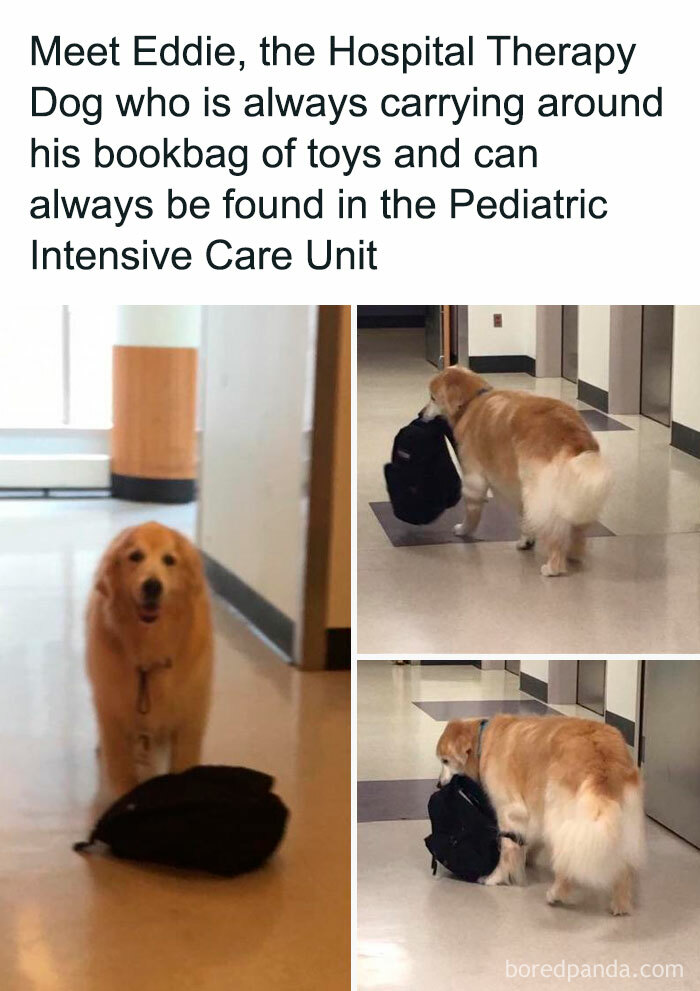 If You Like Dogs More Than People, You May Enjoy These 50 Heartwarming Memes If You Like Dogs More Than People, You May Enjoy These 50 Heartwarming Memes