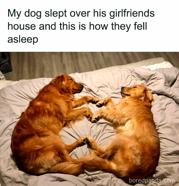 If You Like Dogs More Than People, You May Enjoy These 50 Heartwarming Memes If You Like Dogs More Than People, You May Enjoy These 50 Heartwarming Memes