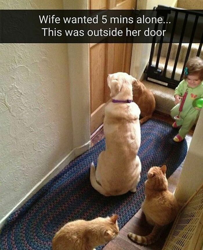 If You Like Dogs More Than People, You May Enjoy These 50 Heartwarming Memes If You Like Dogs More Than People, You May Enjoy These 50 Heartwarming Memes