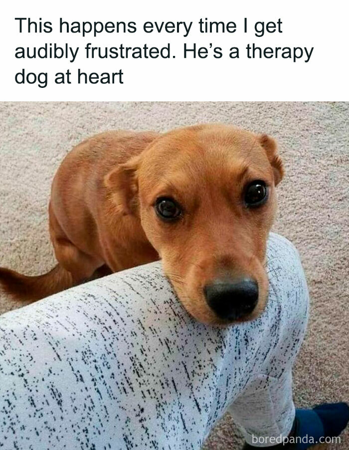 If You Like Dogs More Than People, You May Enjoy These 50 Heartwarming Memes If You Like Dogs More Than People, You May Enjoy These 50 Heartwarming Memes