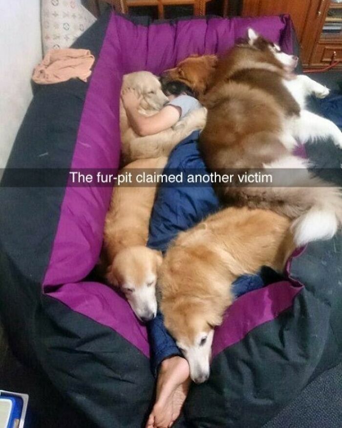 If You Like Dogs More Than People, You May Enjoy These 50 Heartwarming Memes If You Like Dogs More Than People, You May Enjoy These 50 Heartwarming Memes