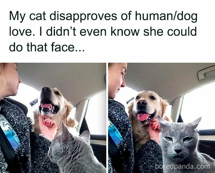 If You Like Dogs More Than People, You May Enjoy These 50 Heartwarming Memes If You Like Dogs More Than People, You May Enjoy These 50 Heartwarming Memes