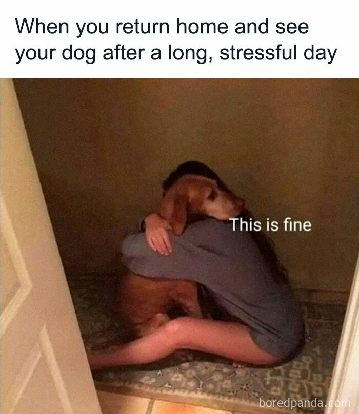 If You Like Dogs More Than People, You May Enjoy These 50 Heartwarming Memes If You Like Dogs More Than People, You May Enjoy These 50 Heartwarming Memes
