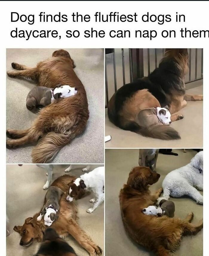 If You Like Dogs More Than People, You May Enjoy These 50 Heartwarming Memes If You Like Dogs More Than People, You May Enjoy These 50 Heartwarming Memes