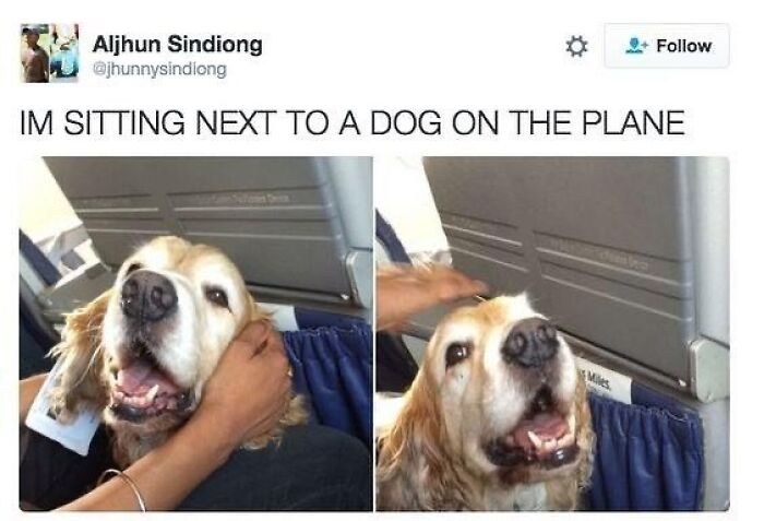 If You Like Dogs More Than People, You May Enjoy These 50 Heartwarming Memes If You Like Dogs More Than People, You May Enjoy These 50 Heartwarming Memes