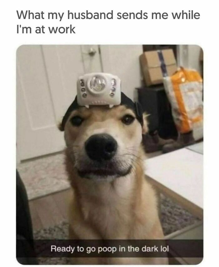 If You Like Dogs More Than People, You May Enjoy These 50 Heartwarming Memes If You Like Dogs More Than People, You May Enjoy These 50 Heartwarming Memes