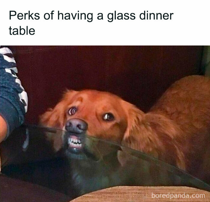 If You Like Dogs More Than People, You May Enjoy These 50 Heartwarming Memes If You Like Dogs More Than People, You May Enjoy These 50 Heartwarming Memes