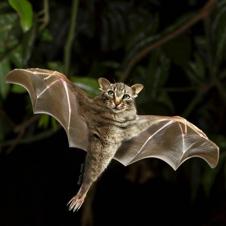 Artist Photoshops Cat Faces On Almost Everything And Here Is The Result (56 New Pics) Artist Photoshops Cat Faces On Almost Everything And Here Is The Result (56 New Pics)