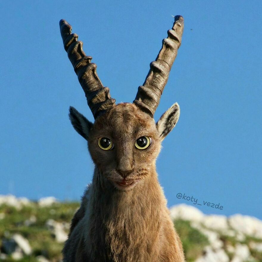 Artist Photoshops Cat Faces On Almost Everything And Here Is The Result (56 New Pics) Artist Photoshops Cat Faces On Almost Everything And Here Is The Result (56 New Pics)