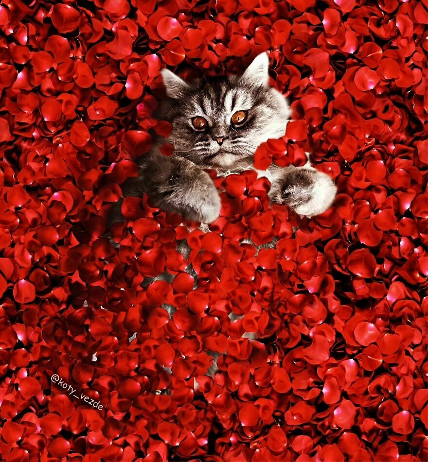 Artist Photoshops Cat Faces On Almost Everything And Here Is The Result (56 New Pics) Artist Photoshops Cat Faces On Almost Everything And Here Is The Result (56 New Pics)