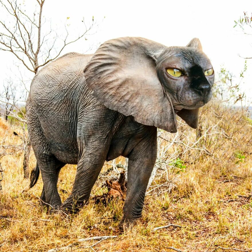 Artist Photoshops Cat Faces On Almost Everything And Here Is The Result (56 New Pics) Artist Photoshops Cat Faces On Almost Everything And Here Is The Result (56 New Pics)