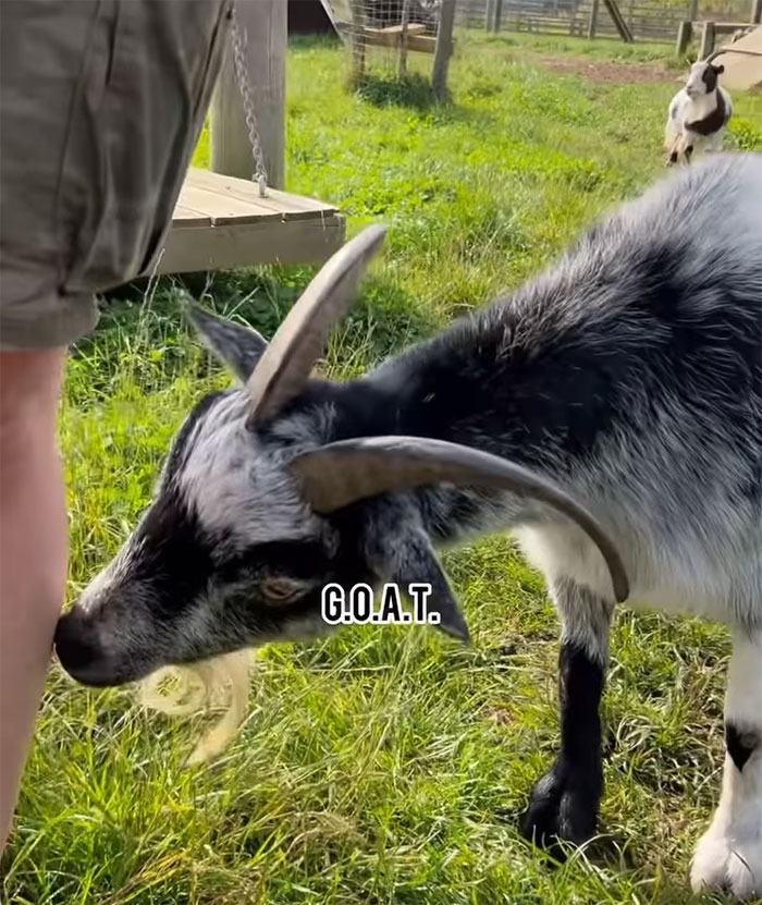 Boomer Couple’s “Gen Z Style” Tour Of Zoo Goes Viral, People Call It “Marketing Genius”