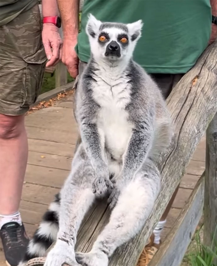 Boomer Couple’s “Gen Z Style” Tour Of Zoo Goes Viral, People Call It “Marketing Genius”