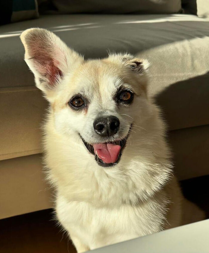 Owner Treats Her Dog To A 9-Course Meal At ‘Eleven Madison Bark’ For His 11th Birthday Owner Treats Her Dog To A 9-Course Meal At ‘Eleven Madison Bark’ For His 11th Birthday