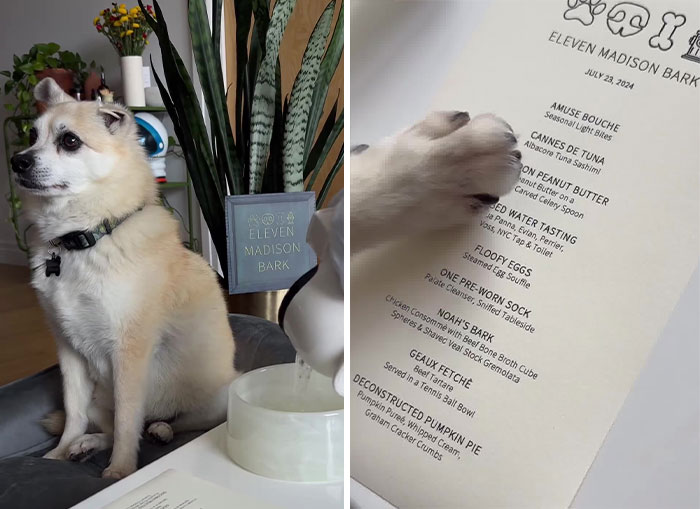Owner Treats Her Dog To A 9-Course Meal At ‘Eleven Madison Bark’ For His 11th Birthday Owner Treats Her Dog To A 9-Course Meal At ‘Eleven Madison Bark’ For His 11th Birthday