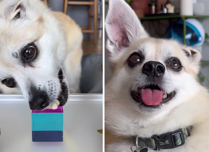 Owner Treats Her Dog To A 9-Course Meal At ‘Eleven Madison Bark’ For His 11th Birthday Owner Treats Her Dog To A 9-Course Meal At ‘Eleven Madison Bark’ For His 11th Birthday