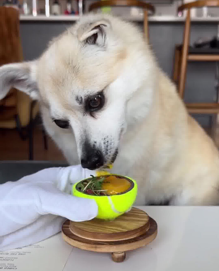 Owner Treats Her Dog To A 9-Course Meal At ‘Eleven Madison Bark’ For His 11th Birthday Owner Treats Her Dog To A 9-Course Meal At ‘Eleven Madison Bark’ For His 11th Birthday