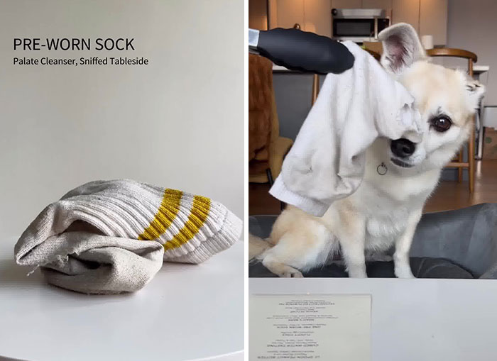 Owner Treats Her Dog To A 9-Course Meal At ‘Eleven Madison Bark’ For His 11th Birthday Owner Treats Her Dog To A 9-Course Meal At ‘Eleven Madison Bark’ For His 11th Birthday