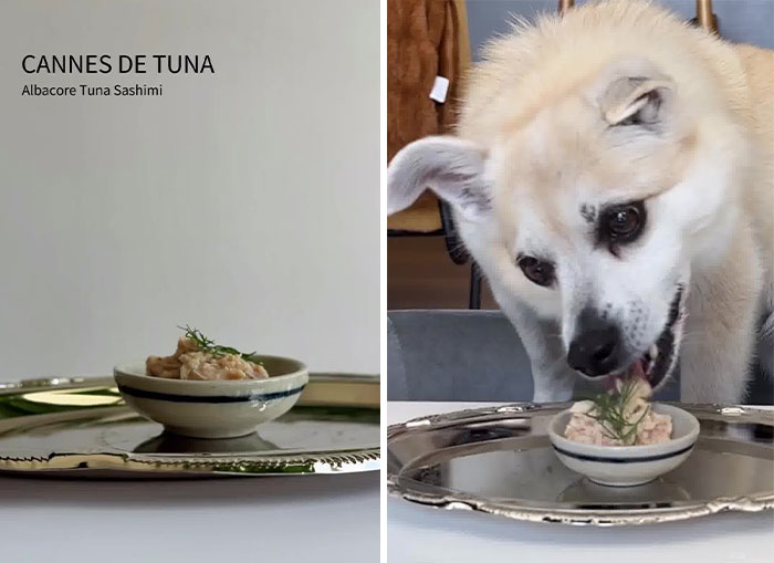 Owner Treats Her Dog To A 9-Course Meal At ‘Eleven Madison Bark’ For His 11th Birthday Owner Treats Her Dog To A 9-Course Meal At ‘Eleven Madison Bark’ For His 11th Birthday