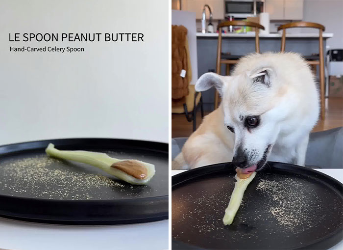 Owner Treats Her Dog To A 9-Course Meal At ‘Eleven Madison Bark’ For His 11th Birthday Owner Treats Her Dog To A 9-Course Meal At ‘Eleven Madison Bark’ For His 11th Birthday