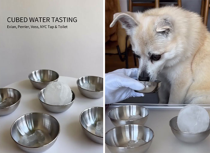 Owner Treats Her Dog To A 9-Course Meal At ‘Eleven Madison Bark’ For His 11th Birthday Owner Treats Her Dog To A 9-Course Meal At ‘Eleven Madison Bark’ For His 11th Birthday