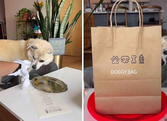 Owner Treats Her Dog To A 9-Course Meal At ‘Eleven Madison Bark’ For His 11th Birthday Owner Treats Her Dog To A 9-Course Meal At ‘Eleven Madison Bark’ For His 11th Birthday