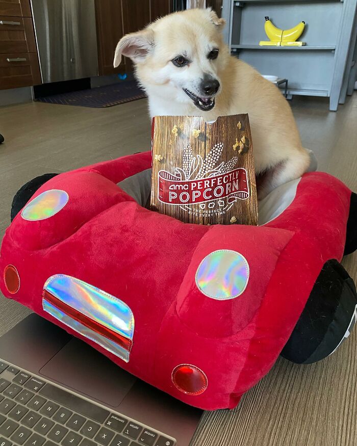 Owner Treats Her Dog To A 9-Course Meal At ‘Eleven Madison Bark’ For His 11th Birthday Owner Treats Her Dog To A 9-Course Meal At ‘Eleven Madison Bark’ For His 11th Birthday