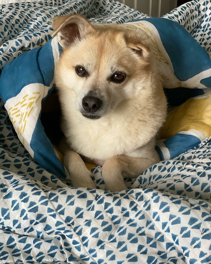 Owner Treats Her Dog To A 9-Course Meal At ‘Eleven Madison Bark’ For His 11th Birthday Owner Treats Her Dog To A 9-Course Meal At ‘Eleven Madison Bark’ For His 11th Birthday