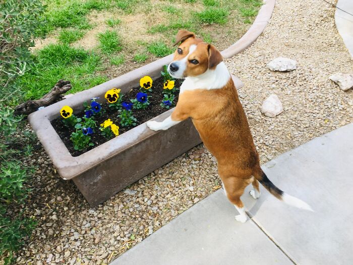 Hey Pandas, Post The Cutest Photo Of Your Pet (Closed) Hey Pandas, Post The Cutest Photo Of Your Pet (Closed)