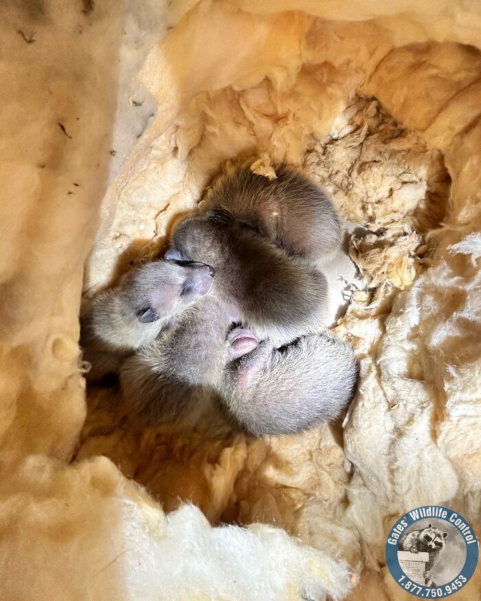 This Wildlife Control Company Earns Praise For Their Humane Solutions This Wildlife Control Company Earns Praise For Their Humane Solutions