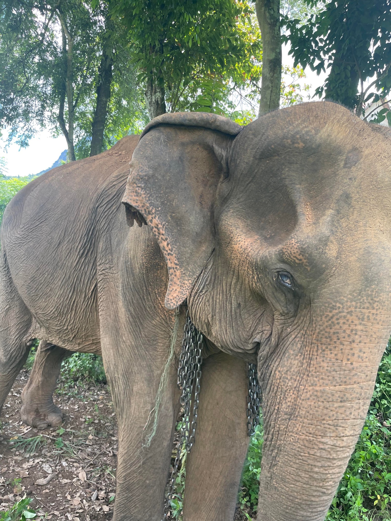 An Elephant Walking Without Chains For The 1st Time In 41 Years Is Melting Hearts Online An Elephant Walking Without Chains For The 1st Time In 41 Years Is Melting Hearts Online