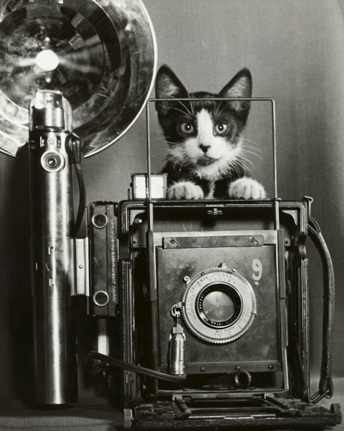 50 Fascinating Historical Photos That Might Change Your Perspective On Cats, As Shared By This Twitter Page (New Pics)