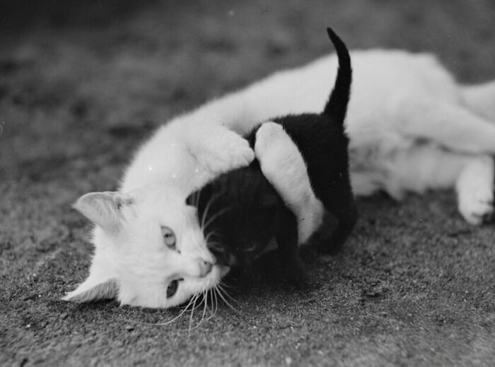 50 Fascinating Historical Photos That Might Change Your Perspective On Cats, As Shared By This Twitter Page (New Pics)