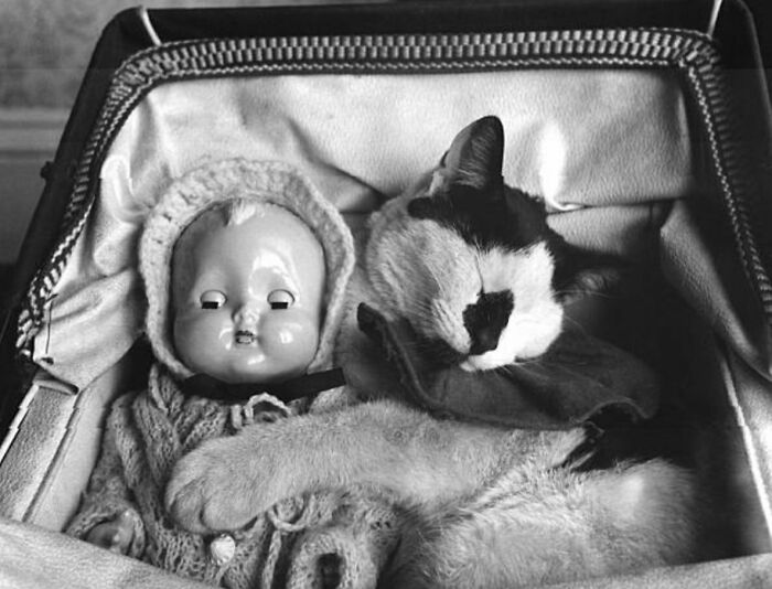 50 Fascinating Historical Photos That Might Change Your Perspective On Cats, As Shared By This Twitter Page (New Pics)