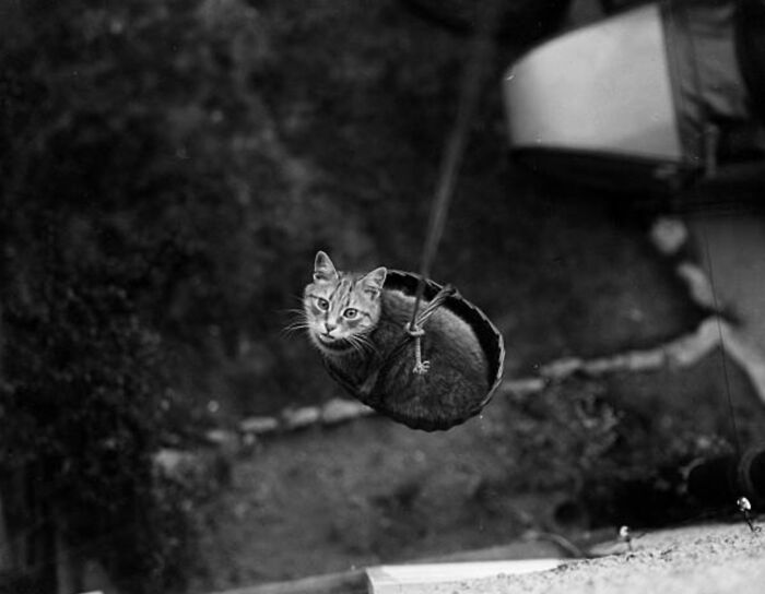 50 Fascinating Historical Photos That Might Change Your Perspective On Cats, As Shared By This Twitter Page (New Pics)