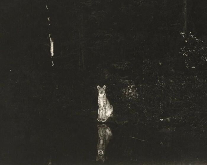 50 Fascinating Historical Photos That Might Change Your Perspective On Cats, As Shared By This Twitter Page (New Pics)