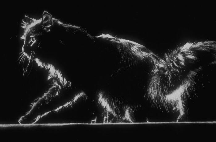 50 Fascinating Historical Photos That Might Change Your Perspective On Cats, As Shared By This Twitter Page (New Pics)