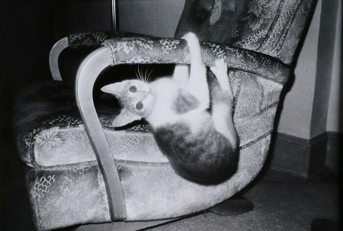 50 Fascinating Historical Photos That Might Change Your Perspective On Cats, As Shared By This Twitter Page (New Pics)