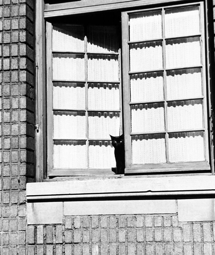 50 Fascinating Historical Photos That Might Change Your Perspective On Cats, As Shared By This Twitter Page (New Pics)